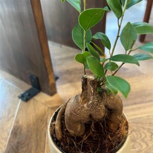 母の日の観葉植物