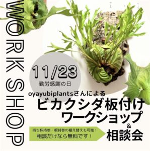 ～LeafVein 11/23(sat)ビカクシダ板付けワークショップ～